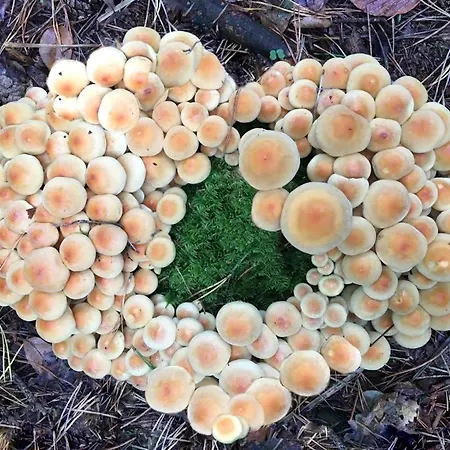 펜션 't Aarthuis 엠스트