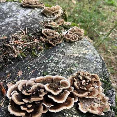 't Aarthuis