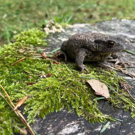 펜션 't Aarthuis 엠스트