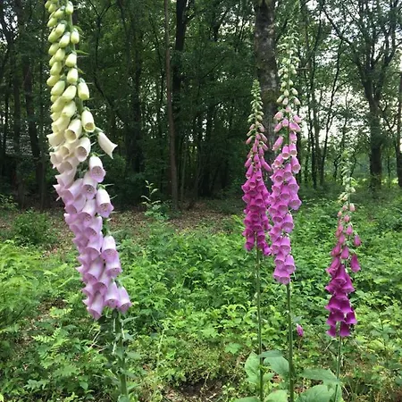 't Aarthuis Vakantiehuis *