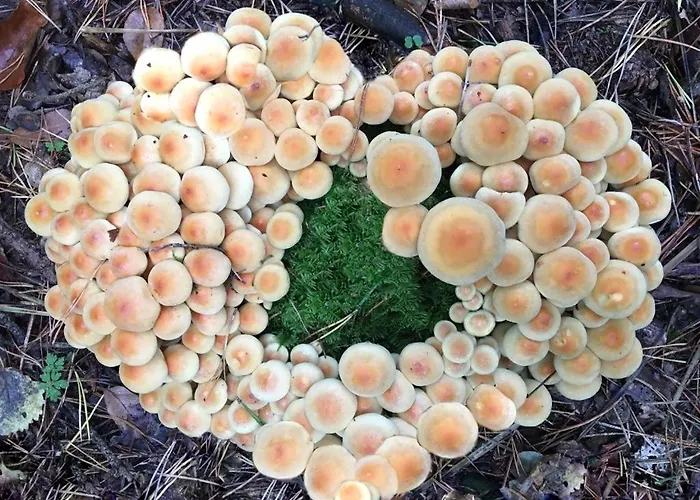 Semesterbostad 't Aarthuis Emst